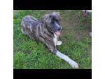 ZENO SOCIEVOLE E COCCOLONE CANE IN ADOZIONE