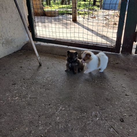 Cuccioli di Volpino della Pomerania Toy - Foto 3