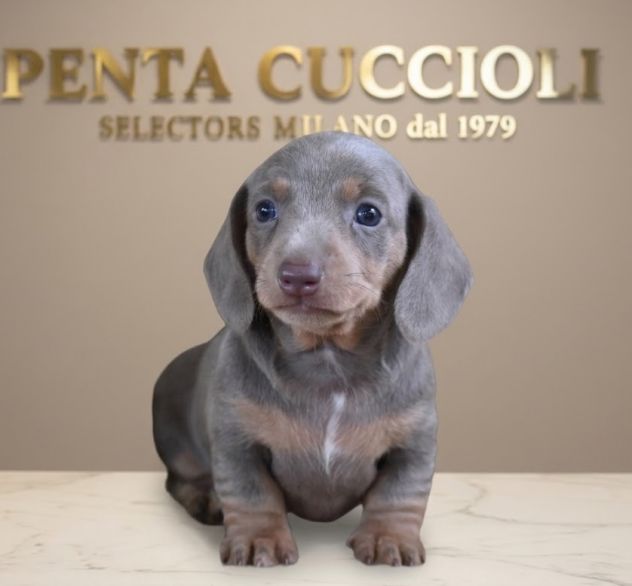 BASSOTTO NANO TEDESCO - BASSOTTI NANI CUCCIOLI BLU pag agevolato