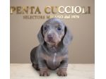BASSOTTO NANO TEDESCO - BASSOTTI NANI CUCCIOLI BLU pag agevolato