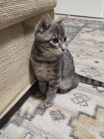 Gattini in Regalo - Foto 2