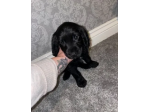 Eccezionali cuccioli di Cocker Spaniel