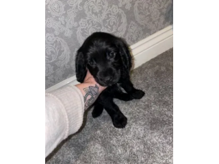 Eccezionali cuccioli di Cocker Spaniel