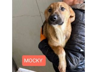 CUCCIOLI IN ADOZIONE