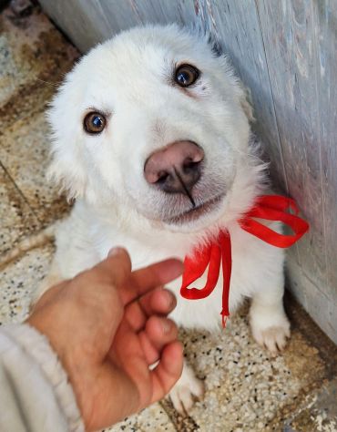 GLI OCCHI DI WHITE PARLANO....IN CANILE! - Foto 4
