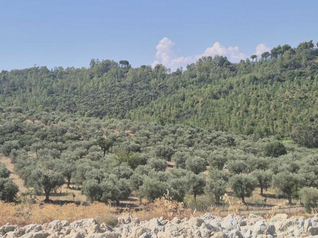 Agricolo in Contrada Strange