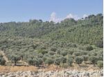 Agricolo in Contrada Strange