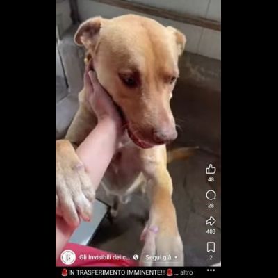 Il dolce Freesby cerca casa cane in adozione - Foto 8