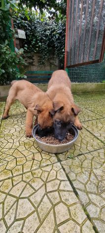 Cuccioli Pastore Belga Malinois - Foto 6