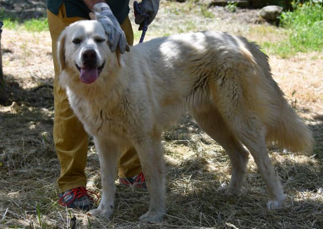 ACHILLE E SPARTACO, splendidi maremmani - Foto 3