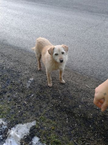 EMY, dolce cagnolina che vive per strada - Foto 3