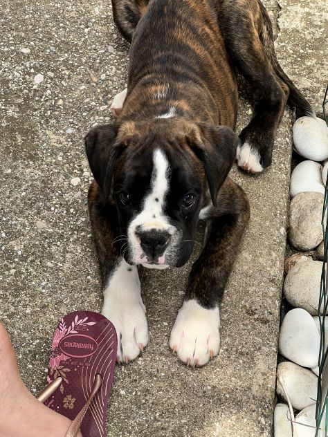 Boxer maschietto con Pedigree ENCI - Foto 5