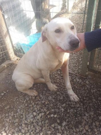 TEQUILA, dolce mix labrador