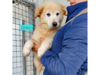 CUCCIOLI IN ADOZIONE
