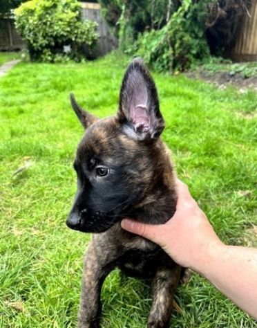 Cuccioli Pastore Belga Malinois - Foto 3