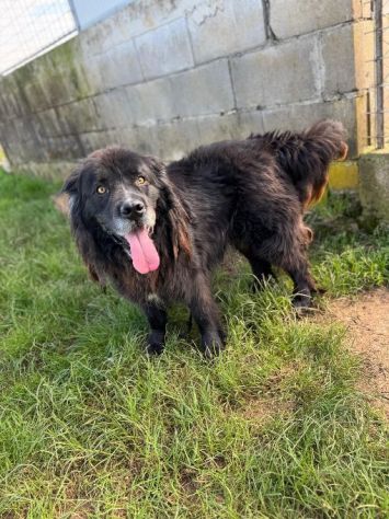 NADAL, SIMIL TERRANOVA adorabile tenerone, cane in adozione - Foto 6
