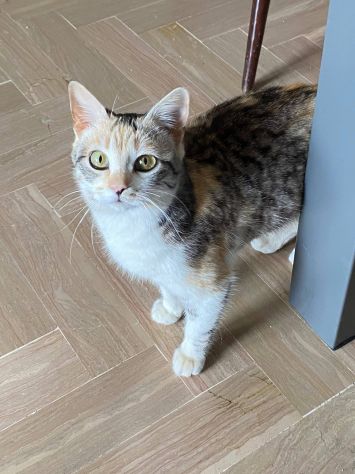 IRIDELLA, dolce micina in adozione! - Foto 8