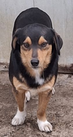 GINO 3 ANNI 13 KG taglia media piccola ANCHE TU SEI IN CANILE… - Foto 4