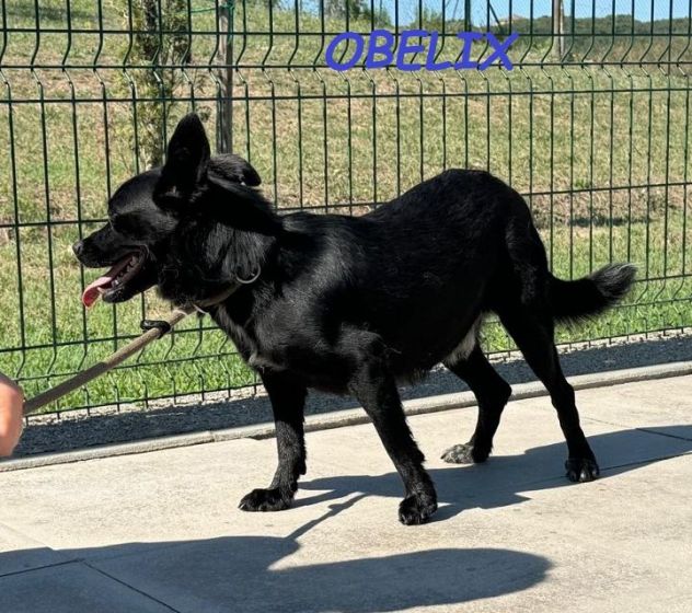 OBELIX 3anni cagnolino affettuoso ed allegro!tg piccola - Foto 5
