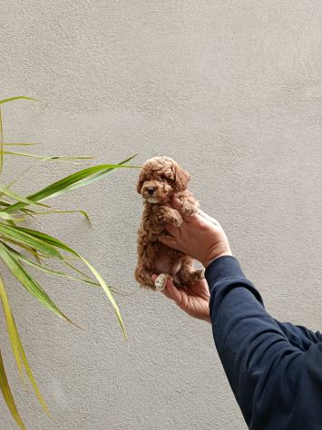 Cuccioli di barboncini Toy