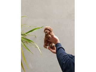 Cuccioli di barboncini Toy