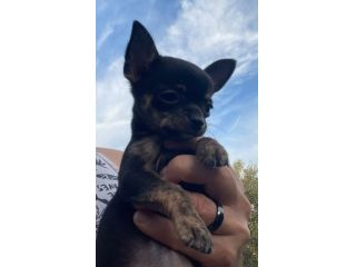 Cuccioli Di Chihuahua 🥰❤️