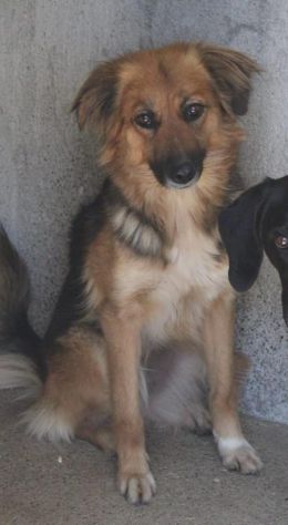 FRECCIA 4 ANNI 12 kg circa - Foto 3
