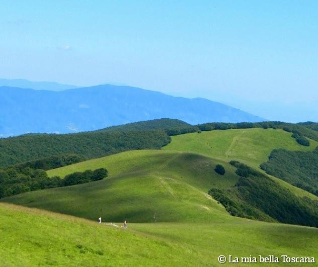 AZIENDA AGRICOLA - Foto 2