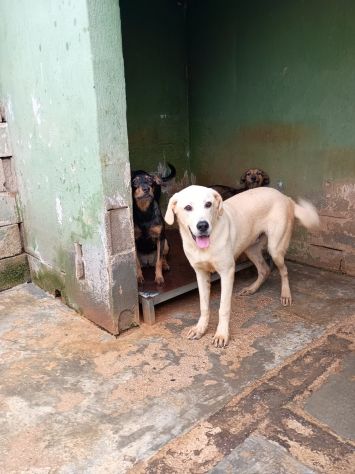 CREMINO - simil labrador di 1 anno e mezzo - Foto 5