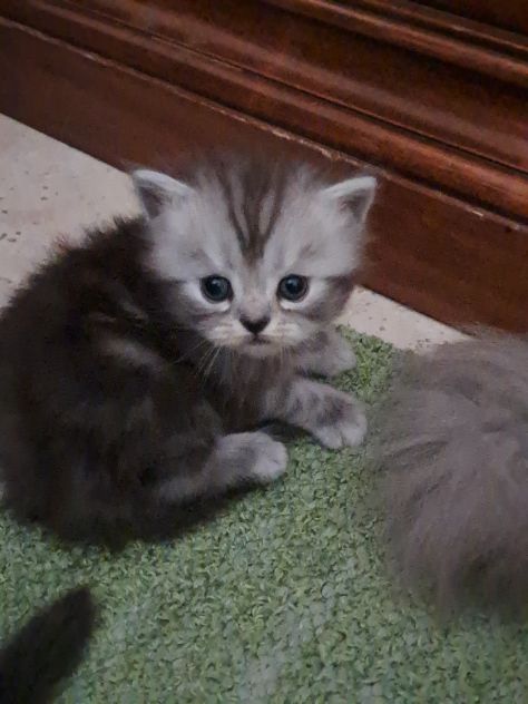 Gattini  persiani - Foto 4
