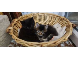 Maine coon