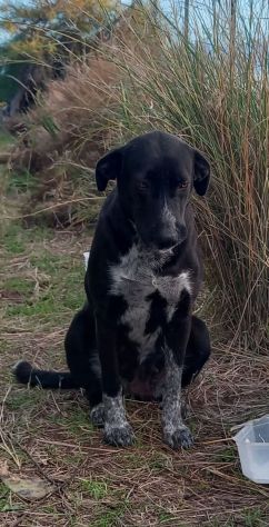 ODETTE CAGNOLINA IN ADOZIONE - Foto 3