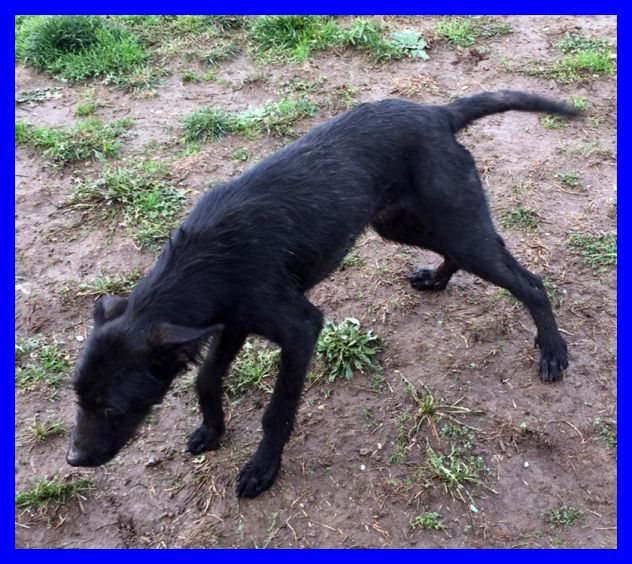 SMILZO, TENERO CAGNOLINO CERCA CASA - Foto 5
