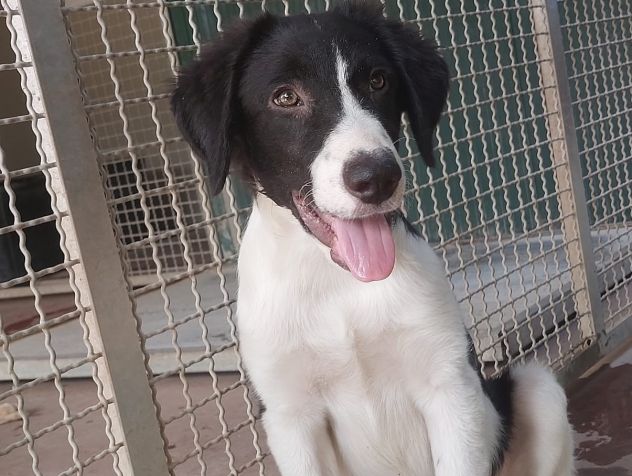 CUCCIOLI IN ADOZIONE - Foto 4