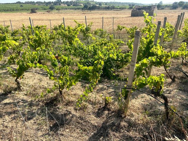 Terreno in vendita a Noto - Foto 12