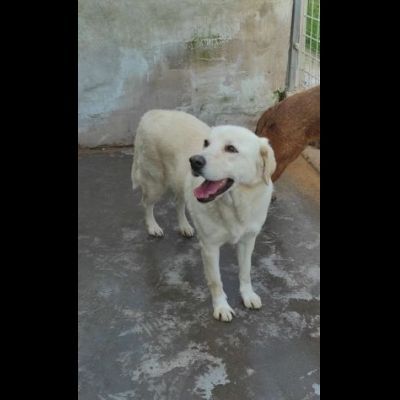 CATERINA CAGNOLINA SIMIL LABRADOR IN ADOZIONE - Foto 7