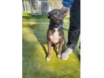 Apollo simil amstaff