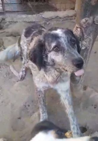 Yali 5anni, mix Setter,3anni in 1lager..salito mesi fa prov PV - Foto 5