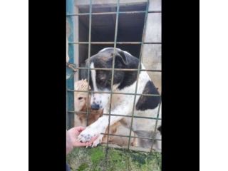 PETRA IL DOLORE DELL' ANIMA CAGNOLINA IN ADOZIONE