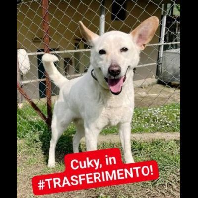 CUKY SEMPLICEMENTE DELIZIOSA CAGNOLINA IN ADOZIONE - Foto 7