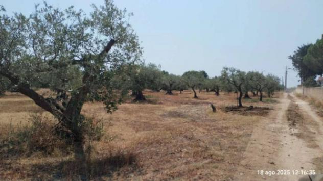 Immobile in asta di 50 m² in vendita a Castelvetrano - Foto 4