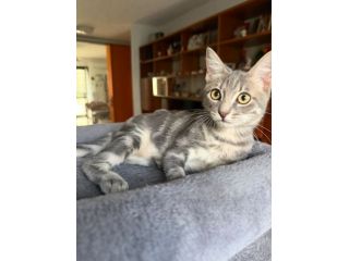 PRINCIPE - gattino di 3 mesi