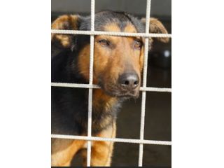 CANE IN ADOZIONE: GRISU' il lupetto abbandonato, taglia medio contenuta