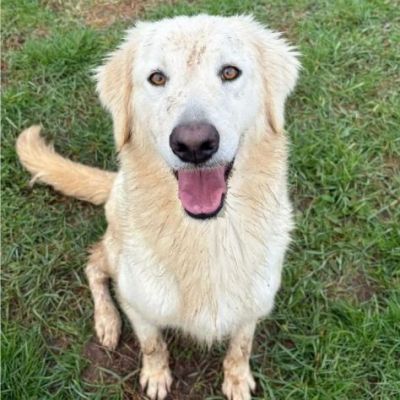 NINFA, meravigliosa tenerezza, cagnolina in adozione, tg media. - Foto 6