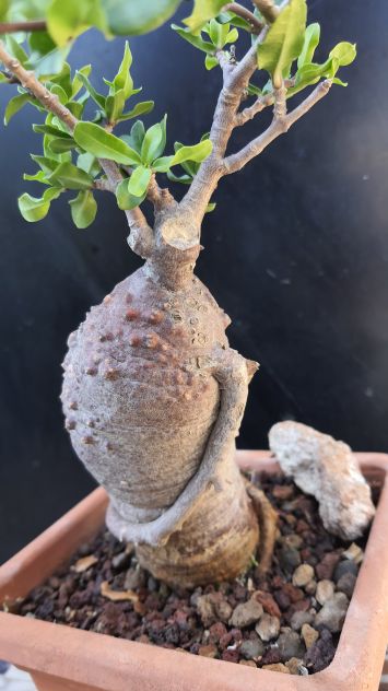 Cactus Caudex Bonsai -  Fokea Edulis - RARA! - Foto 5