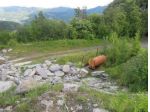 Immobile in asta di 102650 m² in vendita a Firenzuola