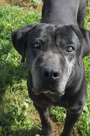 Geppetto il dolcissimo cane corso - Foto 2