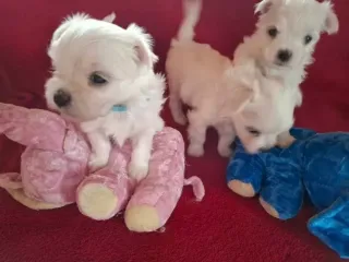 Cuccioli di razza Maltese Toy