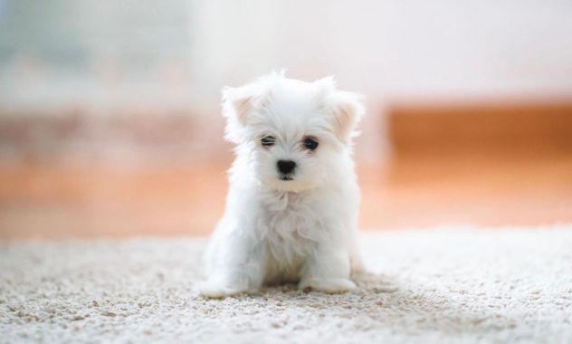 piccoli di maltese