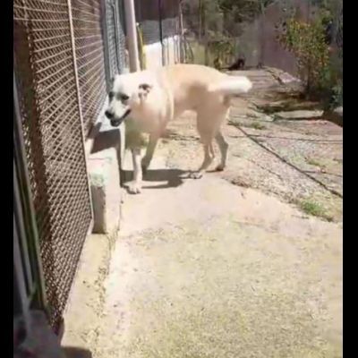 LIBECCIO bravo e pacato, aspetta una famiglia, cane in adozione - Foto 10